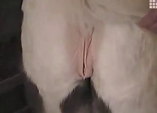 Sexy farm animal looks so fuckable